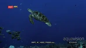 A Green Sea Turtle,Chelonia mydas swims past the camera and out of shot