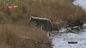Coyote walking in the water hunting and searching for Food on the River bank GOOD…