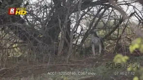 African Hawk-eagle standing under the tree shade, guarding territory and scouting, MCU;DAY