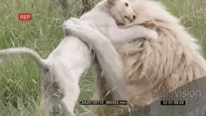 White lion male playing with cub GENERAL BEHAVIOUR