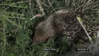 Cape Porcupine with raised quills foraging walking around Zoom in quills at NIGHT