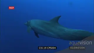 Bottlenose dolphin swimming around GENERAL BEHAVIOR UW