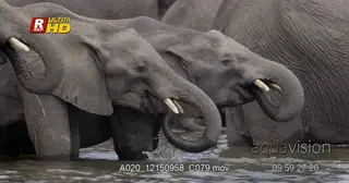 Courtship display of African Elephant herd with calves side view, drinking water at…
