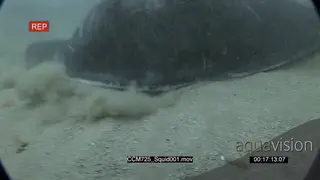 Stingray swimming, lifts up its front disk and traps the Chokka Squid.