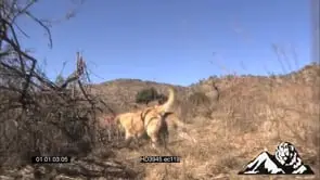 Leopard and Dog playing and running together in the bushveld MWS MS