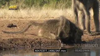 Chacma baboon mother drinking water gets up walks away carrying baby rest of troop drink.