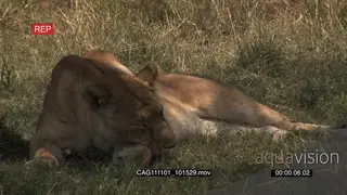 African Lioness resting on grass moving and tail-slapping MLS HAND