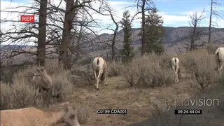 A herd of Bighorn sheeps standing, walking and grazing GENERAL BEHAVIOUR