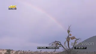 SCENIC Bushveld Sociable weaver nest birds flying in out Rainbow in BG
