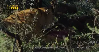 Tiger sleeping and laying down on a hunted carcass. MWS midday.