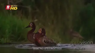 Two White-faced whistling ducks bathing, shaking heads and flapping wings.