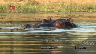 MCU of bull hippo with nostrils, eyes and ears protruding from water
