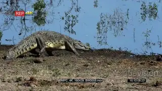 Nile Crocodile Walking around the Riverbank and lays down MWS