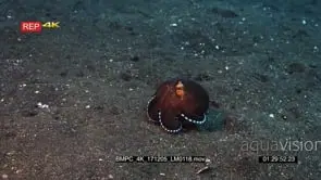 Tracking shot of a striped puffer fish, Arothron manilensis swimming in front of a Veined.