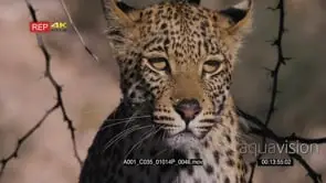 Close up front view of leopard listening and watching while on the hunt