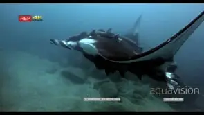 MS to CU of a tagged giant manta ray that is heavily lade with remora's glides in the sea