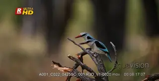 Two Woodland kingfisher perched on a tree branch, scouting and looking around.