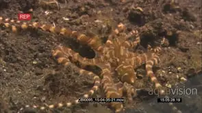 mimic octopus Moving around and rests UW