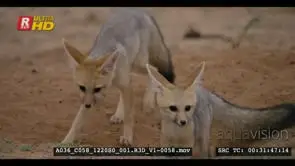 Close up shot of three juvenile Cape foxes at their burrow