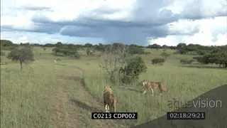 Two (2) young Male Lions and Lioness walking down bush road MS