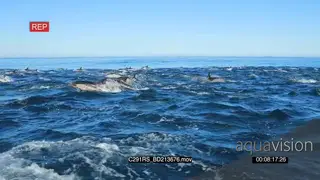 A school of common dolphins swimming and porpoising TOPSIDE GOOD LIGHT