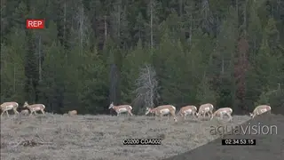 A herd of Pronghorn Antelopes walking, standing and grazing GENERAL BEHAVIOUR