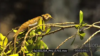 Flap-neck Chameleon catches Grasshopper in Slow-motion