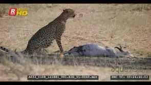 Cheetah eating the intestines of springbok kill while busy looking around