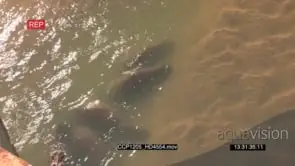 HA A Pod of Hippos swimming and playing in the water