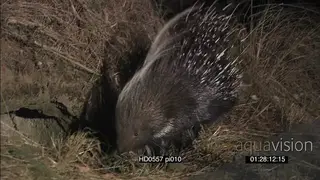 Cape Porcupine foraging over dirt mount towards camera into burrow at NIGHT