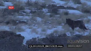 Gray Wolf standing looking around then running after juvenile Elk Antelopes on snowy.