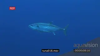 Dogtooth Tuna swimming underwater in ocean MWS TRA HAND
