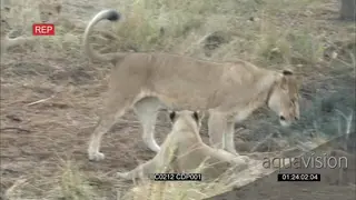 African Lion cub playing and Interacting with the Lioness MS