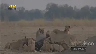 Pride of lions feeding on a carcass WS ZI MCU