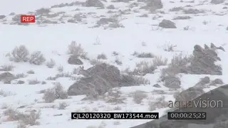 Elk Antelope looking around walking and sniffing on prairie during snow fall WS PAN