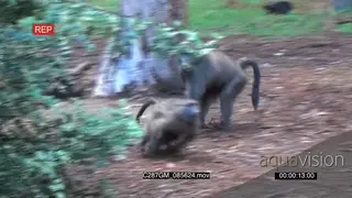 Intense Chacma Baboon fight