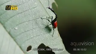 Giraffe weevil (Trachelophorus giraffa) on forest leaves in Madagascar forest MACRO