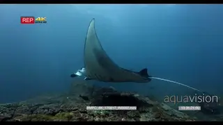 Slow motion shot of a reef manta rays swimming towards camera