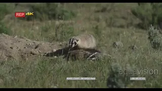 American Badger resting on prairie and juvenile moving and looking around MLS