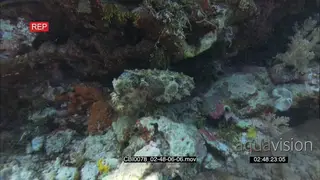 Angry Cuttlefish change color