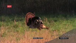 2 Turkeys one standing and looking around and the other one foraging MWS