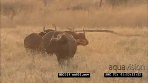 Herd of Cape Buffalo grazing on golden light MS