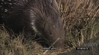 Juvenile Cape porcupine foraging quickly retreating into burrow at NIGHT