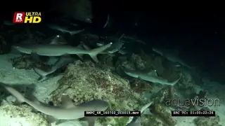 Hundreds of frantic whitetip reef sharks hunting at night while a giant trevally glides