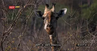 Giraffe's face looking into camera chewing CU