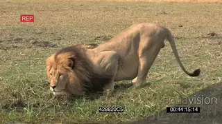Male African lion drinking at waterhole edge