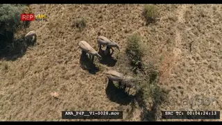 Aerial Drone African elephant herd feeding off bushes calves suckling
