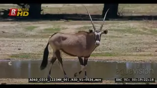 Gemsbok standing and walking next to the water that has collected after a rainstorm