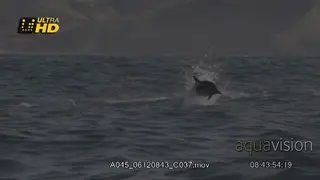 A pod of active Common Dolphin jumping and breaching above the water surface.