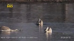 Courtship display of three Pink-backed pelican floating above the water surface.